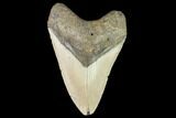 Fossil Megalodon Tooth - North Carolina #109822-1